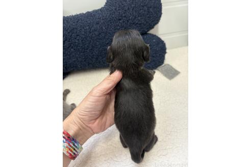 販売中の千葉県のカニンヘンダックスフンド(ロングヘアード)-392129の20枚目